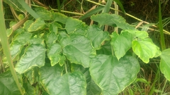Clerodendrum canescens