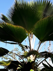 Pritchardia