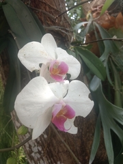 Phalaenopsis