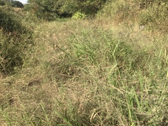 Leptochloa panicoides