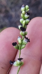 Sphacelotheca hydropiperis