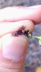 Sphacelotheca hydropiperis