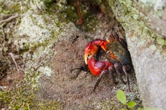 Chiromantes haematocheir