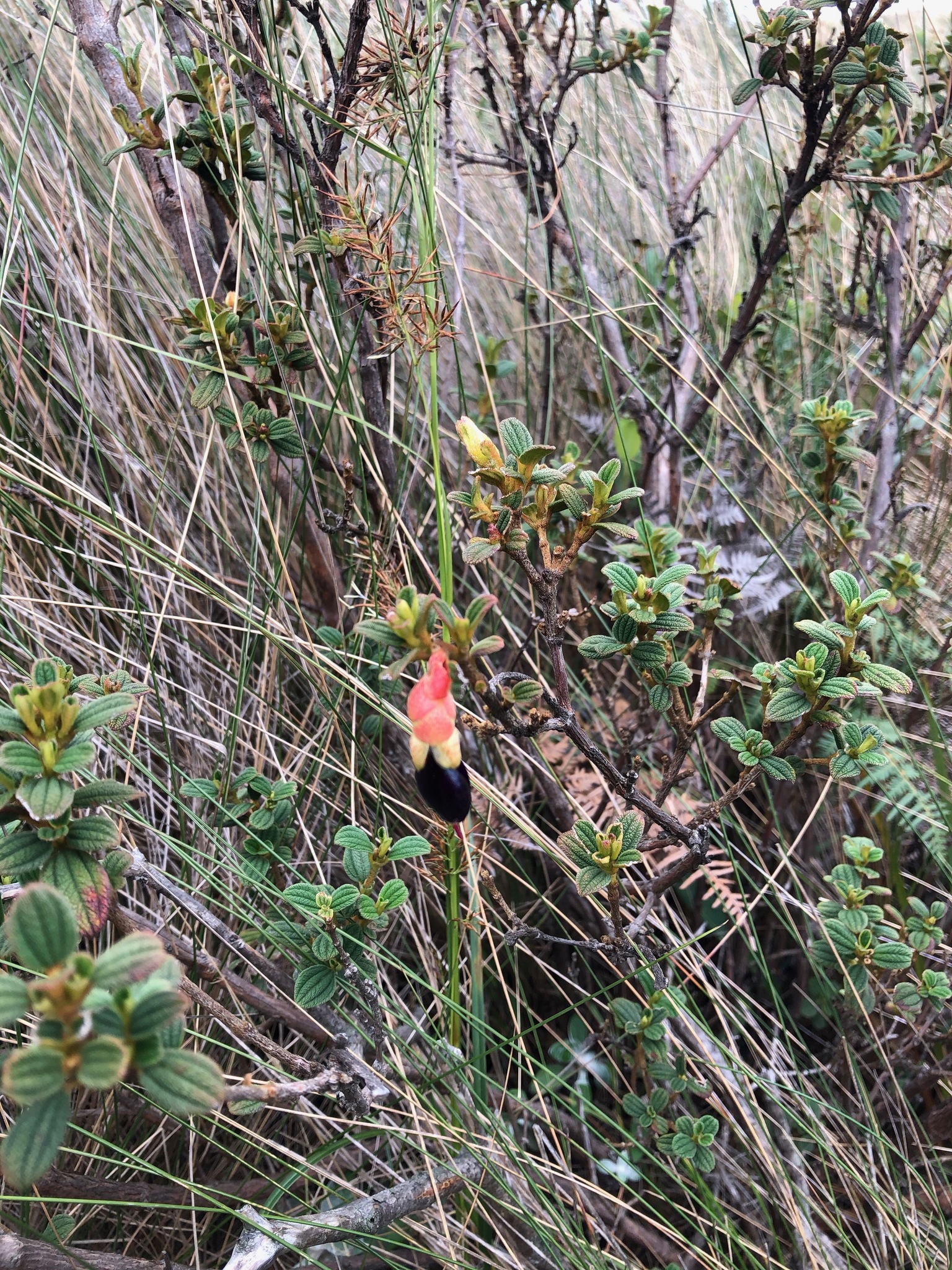 Brachyotum campii image