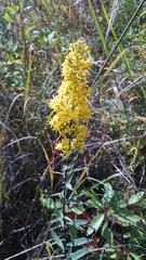 Solidago speciosa