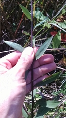 Solidago speciosa