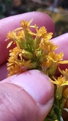 Solidago speciosa