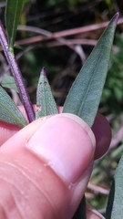 Solidago speciosa