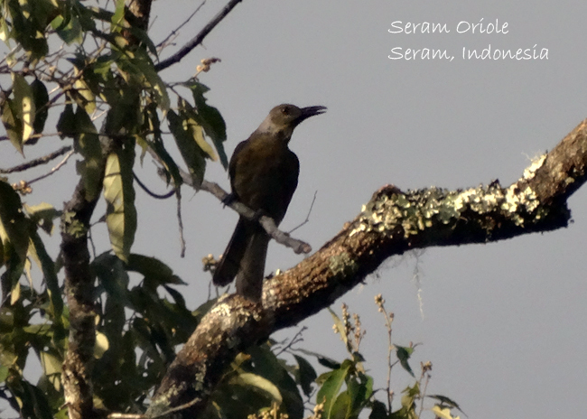 Seram Oriole photo
