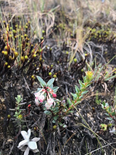 Pernettya prostrata image