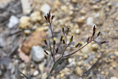 Senecio quadridentatus
