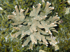 Montipora digitata