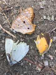 Anartia jatrophae