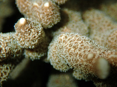 Montipora digitata