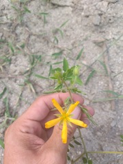 Kallstroemia peninsularis