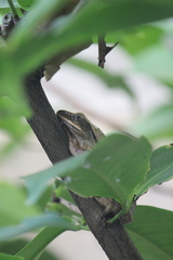 Polypedates leucomystax