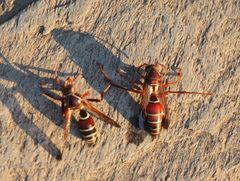 Polistes fastidiosus