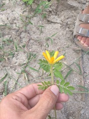 Kallstroemia peninsularis