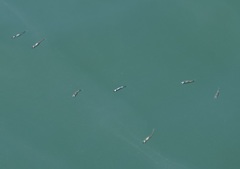 Gracilimugil argenteus