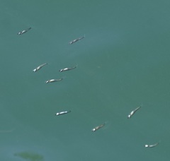 Gracilimugil argenteus