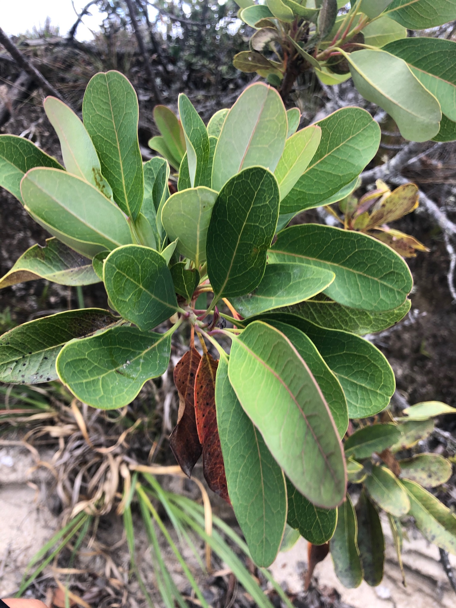 Proteaceae image