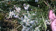 Symphyotrichum dumosum