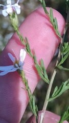 Symphyotrichum dumosum