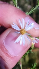 Symphyotrichum dumosum