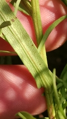 Symphyotrichum dumosum