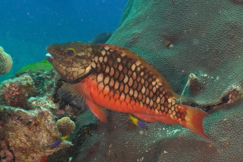Stoplight Parrotfish