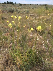 Oenothera longissima