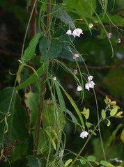 Oxystelma esculentum