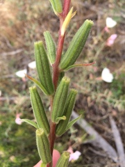 Oenothera longissima