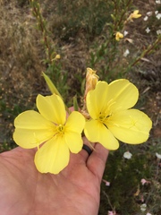 Oenothera longissima