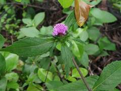 Phyllocephalum scabridum