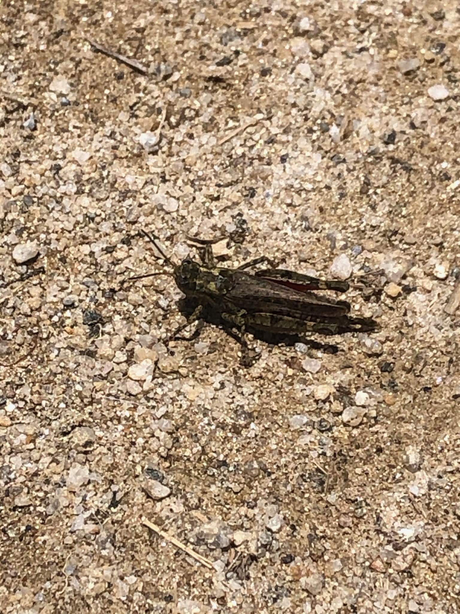 Dichroplini image