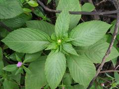 Phyllocephalum scabridum