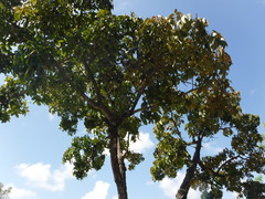 Swietenia macrophylla