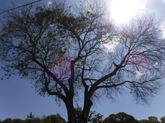 Swietenia macrophylla
