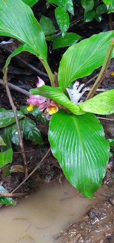 Curcuma inodora