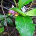 Curcuma inodora - Photo no rights reserved, uploaded by S.MORE