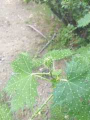 Cnidoscolus maculatus