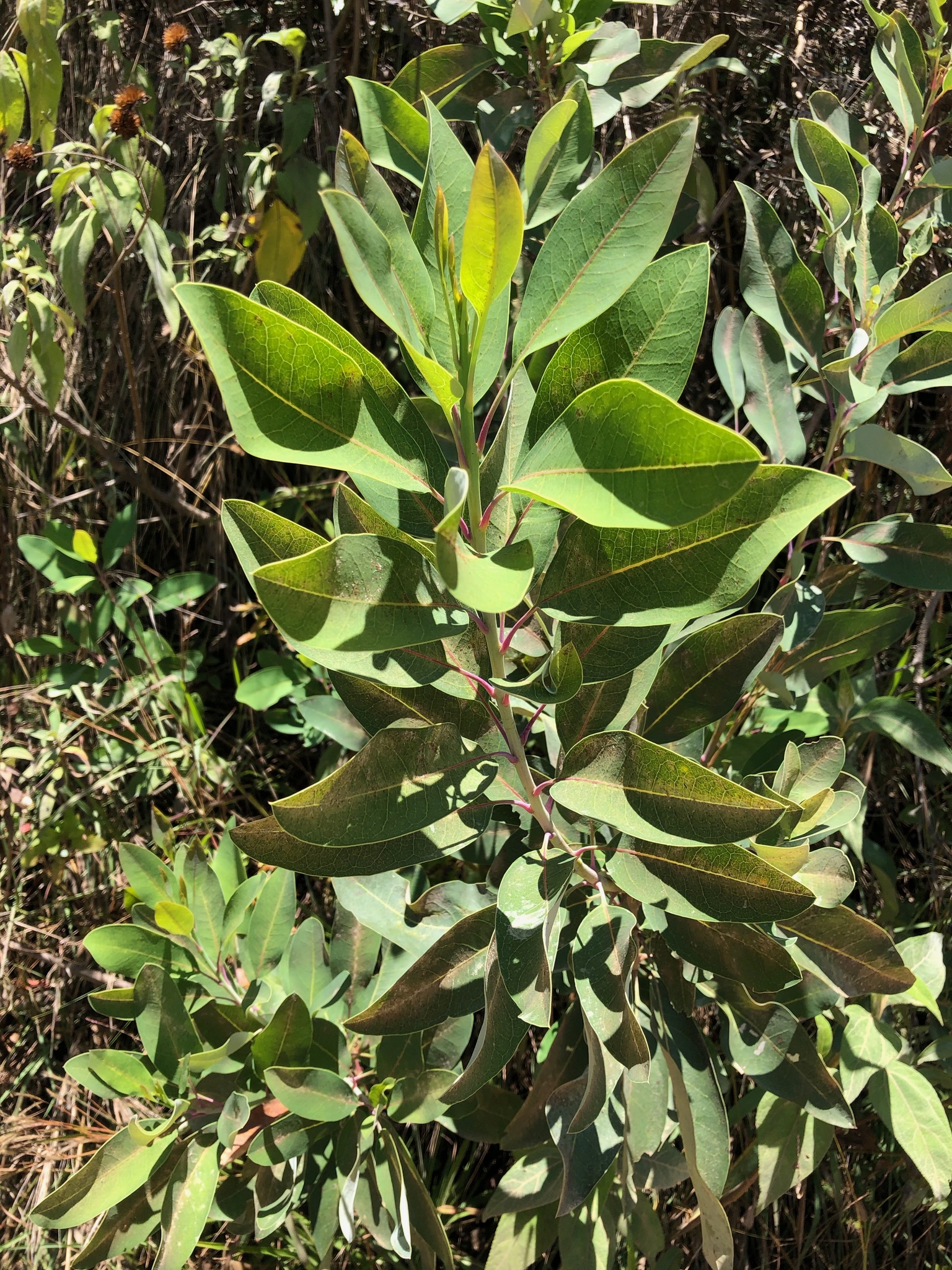 Oreocallis grandiflora image