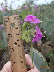 Mirabilis latifolia