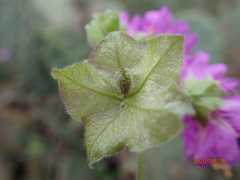 Mirabilis latifolia