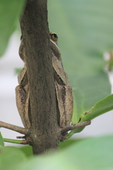 Polypedates leucomystax