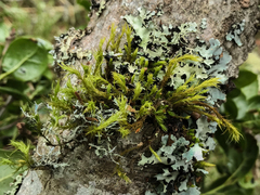 Ulota megalospora