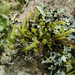 Ulota megalospora - Photo (c) James Gonsman, some rights reserved (CC BY-NC), uploaded by James Gonsman