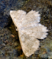 Dicrognophos sartata