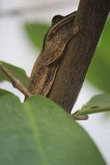 Polypedates leucomystax